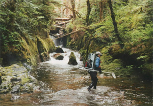 Electrofishing in a remote stream.