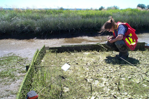 Monitoring a test plot to determine the best substrate for restoring vegetation.