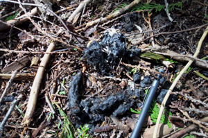 Raptor pellets observed below an active nest.